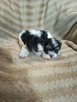 Bischon Havanese kisfiúk Gazdit keresnek - kép 3