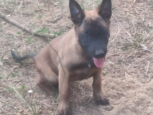 Malinois , Mali, belga juhász - kép 2