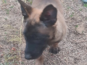 Malinois , Mali, belga juhász - kép 3