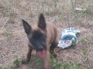Malinois , Mali, belga juhász - kép 4