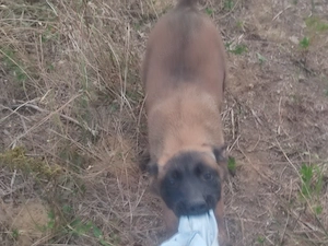 Malinois , Mali, belga juhász - kép 5