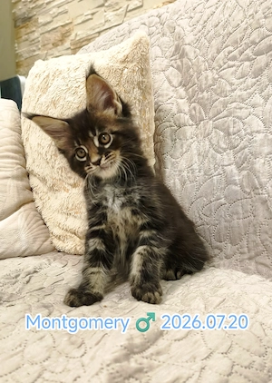 Maine Coon fajtatiszta kiscicák  - kép 2