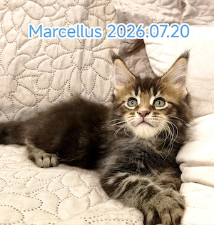 Maine Coon fajtatiszta kiscicák  - kép 3