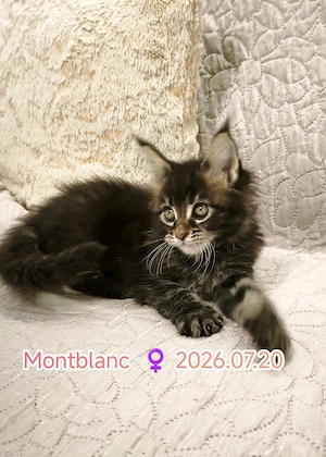 Maine Coon fajtatiszta kiscicák  - kép 4