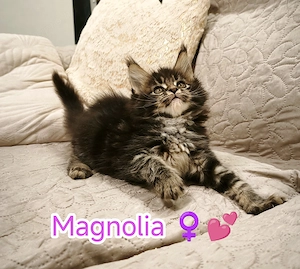 Maine Coon fajtatiszta kiscicák  - kép 5