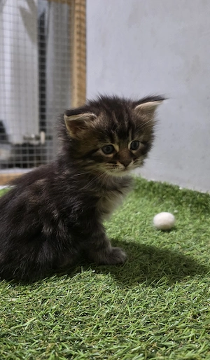 Maine coon kiscica - kép 2