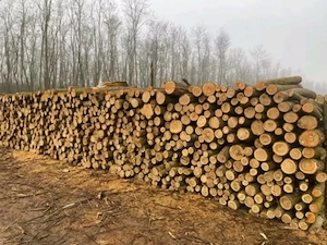 Sürgősen eladó olcsó tüzifa!