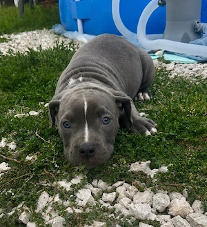 staffordshire terrier - kép 5