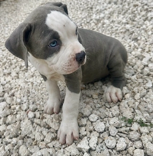 staffordshire terrier - kép 2