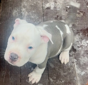 staffordshire terrier - kép 3