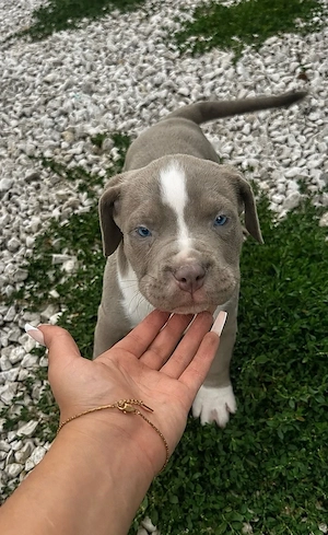 staffordshire terrier - kép 4
