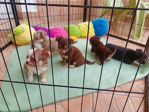 Chocolate foltos, hosszú szőrű csivava kisfiúk - kép 6