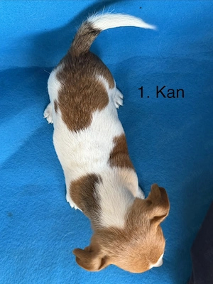 Azonnal elvihető fajta jellegű Jack Russel terrier kiskutyák! - kép 2