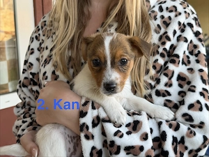 Azonnal elvihető fajta jellegű Jack Russel terrier kiskutyák! - kép 3