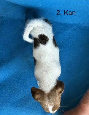 Azonnal elvihető fajta jellegű Jack Russel terrier kiskutyák! - kép 4