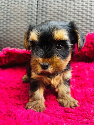 Eladó kislány Yorkshire terrier - kép 2