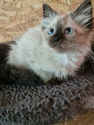Ragdoll cicus költözne - kép 3