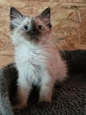 Ragdoll cicus költözne - kép 5