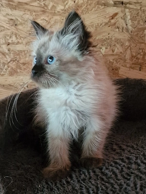Ragdoll cicus költözne - kép 4