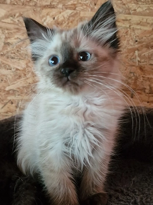 Ragdoll cicus költözne - kép 2