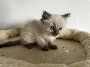 Ragdoll cica Blue Point - kép 4