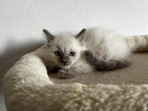 Ragdoll cica Blue Point - kép 5