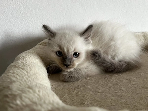 Ragdoll cica Blue Point - kép 2