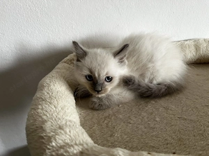 Ragdoll cica Blue Point - kép 3