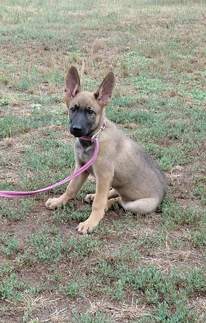 Malinois jellegű kislány szerető gazdit keres - kép 5
