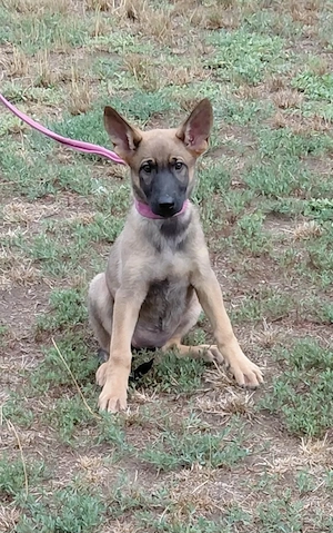 Malinois jellegű kislány szerető gazdit keres - kép 6