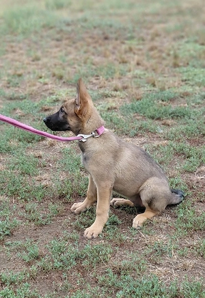 Malinois jellegű kislány szerető gazdit keres