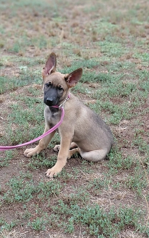 Malinois jellegű kislány szerető gazdit keres - kép 4
