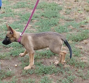 Malinois jellegű kislány szerető gazdit keres - kép 2
