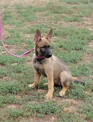 Malinois jellegű kislány szerető gazdit keres - kép 3