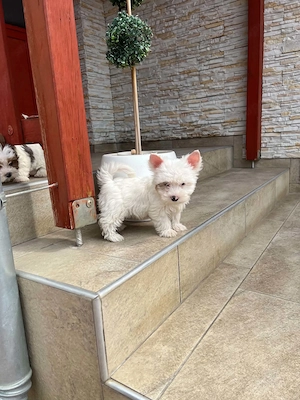 yorkshire terrier kutyak - kép 3