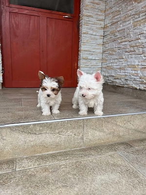 yorkshire terrier kutyak - kép 2