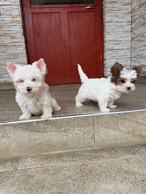 yorkshire terrier kutyak