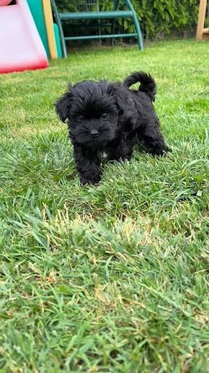 Bichon havanese kiskutyák  - kép 3