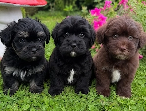 Bichon havanese kiskutyák  - kép 2