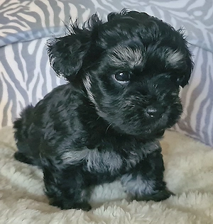 Bichon havanese kiskutyák  - kép 4