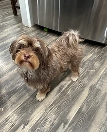 Bichon havanese kiskutyák  - kép 6