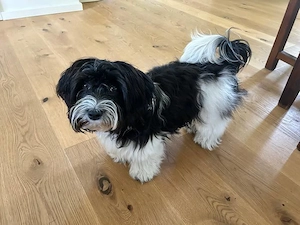 Bichon havanese kiskutyák  - kép 5
