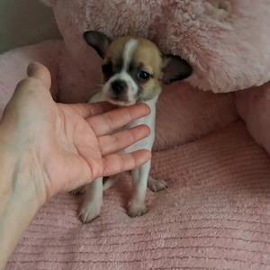 Mini csivava kisfiú - kép 4