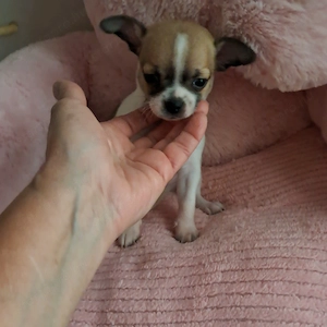 Mini csivava kisfiú - kép 2