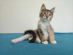 Maine coon 