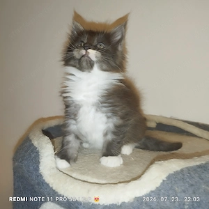  Maine Coon kölykök  - kép 4