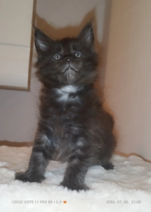  Maine Coon kölykök  - kép 6