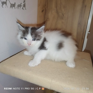  Maine Coon kölykök  - kép 3