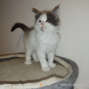  Maine Coon kölykök  - kép 2