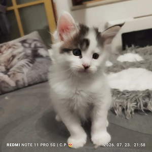  Maine Coon kölykök  - kép 5